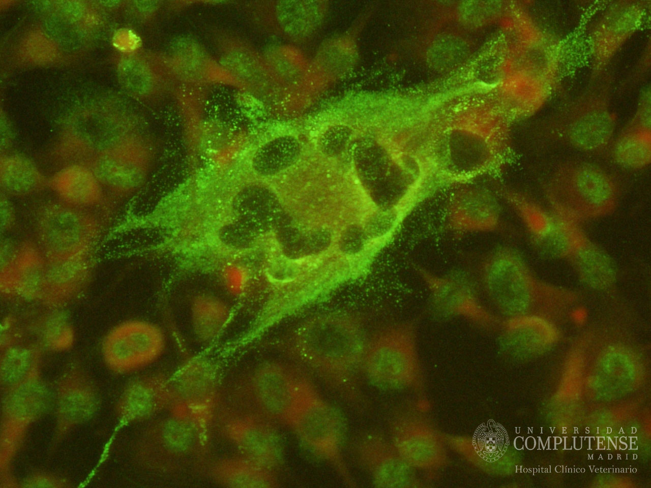 7-Imunofluorescencia indirecta (IFI): detección de anticuerpos específicos frente al virus de la peritonitis infecciosa felina (PIF) en el suero de un gato